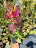 Pembe Fırça Çiçeği (Melaleuca citrina)