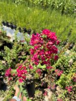 Pembeli Oya Çalısı (Lagerstroemia indica) - Görsel 2