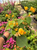Bal Sarısı Sarmaşık Begonvil Large Boy (Bougainvillea) - Görsel 2