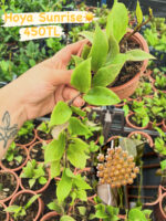 16 lı Özel Tür Mum Çiçeği Seti (Hoya spp.) - Görsel 8