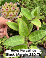 16 lı Özel Tür Mum Çiçeği Seti (Hoya spp.) - Görsel 14