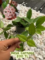 16 lı Özel Tür Mum Çiçeği Seti (Hoya spp.) - Görsel 9