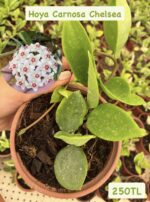 16 lı Özel Tür Mum Çiçeği Seti (Hoya spp.) - Görsel 2