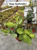 3 lü XL Mum Çiçeği Seti (Hoya spp.)