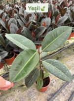 3’lü Kauçuk Set (Ficus elastica) - Görsel 2