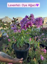 Oya Ağacı ve Oya Çalısı Çeşitleri (Lagerstroemia indica) - Görsel 3