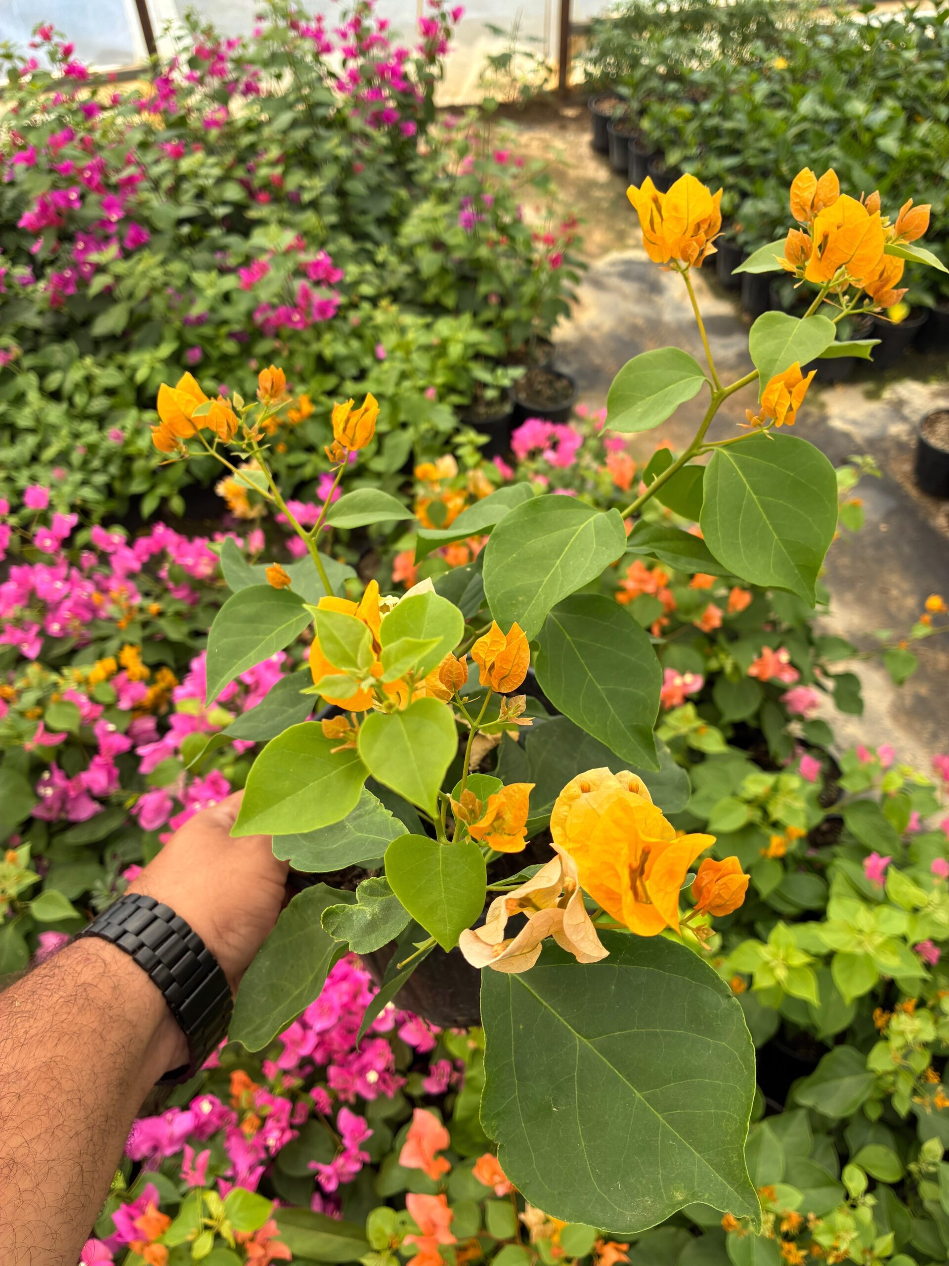 7fae6485-701f-491b-818c-df03b1056be7 Bal Sarısı Sarmaşık Begonvil Large Boy (Bougainvillea) - Görsel 1