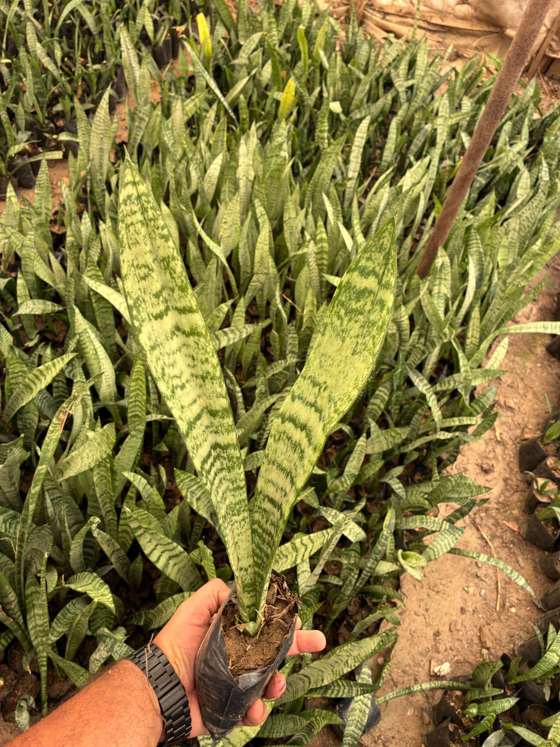 7fe0358e-974a-463b-8006-a27b197f39fe Yeşil Uzun Paşa Kılıcı (Sansevieria trifasciata) - Görsel 1