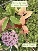 16 lı Özel Tür Mum Çiçeği Seti (Hoya spp.) - Görsel 7