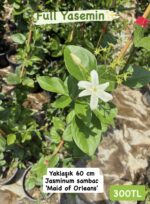 3 lü Kokulu Yasemin Seti - Görsel 3