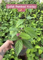 2 li Kızılay Çiçeği Seti (Clerodendrum thomsoniae) - Görsel 2