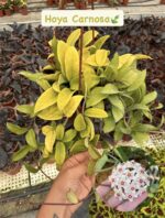 3 lü XL Mum Çiçeği Seti (Hoya spp.) - Görsel 3