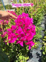 6’lı XXL Sarmaşık Begonvil Set (Bougainvillea)