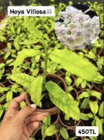 16 lı Özel Tür Mum Çiçeği Seti (Hoya spp.) - Görsel 11