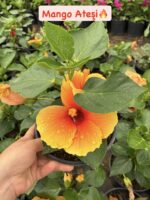 3’lü Orta Boy Japon Gülü Seti (Hibiscus × rosa-sinensis) - Görsel 2