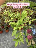 3 lü XL Mum Çiçeği Seti (Hoya spp.) - Görsel 2