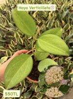 16 lı Özel Tür Mum Çiçeği Seti (Hoya spp.) - Görsel 4