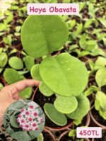 16 lı Özel Tür Mum Çiçeği Seti (Hoya spp.) - Görsel 6