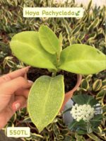16 lı Özel Tür Mum Çiçeği Seti (Hoya spp.) - Görsel 3