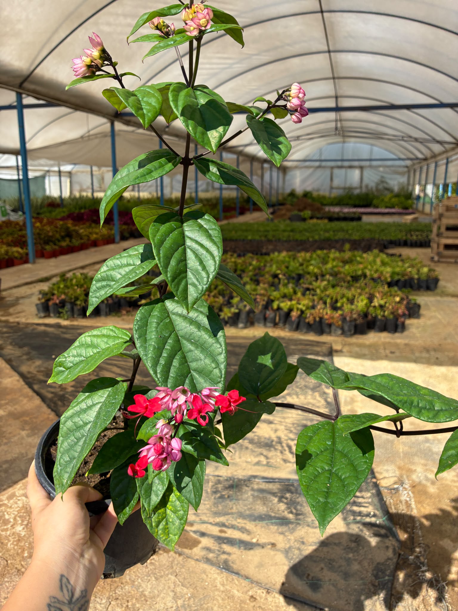 IMG-20261022-WA0061 Şafak Pembesi Kızılay Çiçeği (Clerodendrum thomsoniae) - Görsel 1