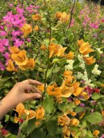 Bal Sarısı Sarmaşık Begonvil XXL Boy (Bougainvillea) - Görsel 2