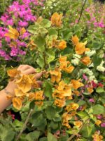 Bal Sarısı Sarmaşık Begonvil XXL Boy (Bougainvillea)