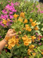 Bal Sarısı Sarmaşık Begonvil XXL Boy (Bougainvillea) - Görsel 3