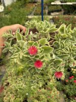 Askılı Saksıda Buz Çiçeği (Delosperma) - Görsel 3