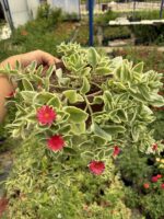 Askılı Saksıda Buz Çiçeği (Delosperma)