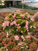 XXL Rossy Candy Şeker Begonya (Begonia Semperflorens Cultorum Group)