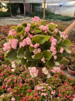 XXL Rossy Candy Şeker Begonya (Begonia Semperflorens Cultorum Group) - Görsel 4