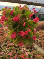 XXL Bloody Candy Şeker Begonya (Begonia Semperflorens Cultorum Group)
