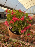 XXL Bloody Candy Şeker Begonya (Begonia Semperflorens Cultorum Group) - Görsel 3