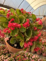XXL Bloody Candy Şeker Begonya (Begonia Semperflorens Cultorum Group) - Görsel 2