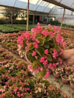 XXL Rasberry Candy Şeker Begonya (Begonia Semperflorens Cultorum Group) - Görsel 3