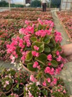 XXL Rasberry Candy Şeker Begonya (Begonia Semperflorens Cultorum Group)