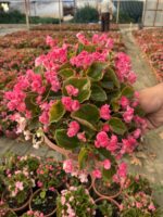 XXL Rasberry Candy Şeker Begonya (Begonia Semperflorens Cultorum Group) - Görsel 4