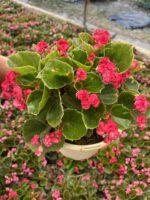 XL Bloody Raspberry Şeker Begonya (Begonia Semperflorens Cultorum Group)