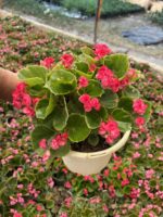 XL Bloody Raspberry Şeker Begonya (Begonia Semperflorens Cultorum Group) - Görsel 2