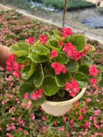 XL Bloody Raspberry Şeker Begonya (Begonia Semperflorens Cultorum Group) - Görsel 3