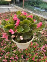 XL Raspberry  Candy Şeker Begonya (Begonia Semperflorens Cultorum Group)