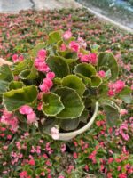 XL Raspberry  Candy Şeker Begonya (Begonia Semperflorens Cultorum Group) - Görsel 3