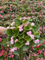 XL Rossy Candy Şeker Begonya (Begonia Semperflorens Cultorum Group)