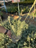 Mor Çiçekli Lavanta (Lavandula) - Görsel 4