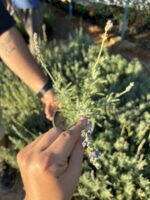Mor Çiçekli Lavanta (Lavandula) - Görsel 2