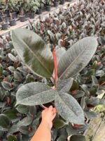 Bordo Siyah Kauçuk (Ficus elastica ‘Abidjan’) - Görsel 3
