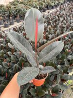 Bordo Siyah Kauçuk (Ficus elastica ‘Abidjan’) - Görsel 2