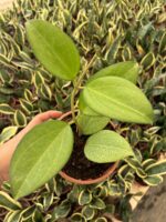 Hoya Verticillata Özel Tür Mum Çiçeği - Görsel 2