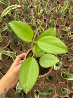 Hoya Verticillata Özel Tür Mum Çiçeği - Görsel 4