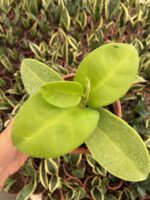 Hoya Pachyclada Özel Tür Mum Çiçeği - Görsel 2